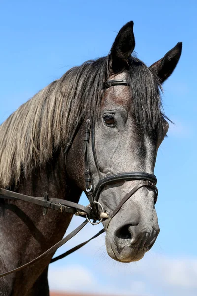 Side view head shot close up of a gray show jumper horse stallion against natural background