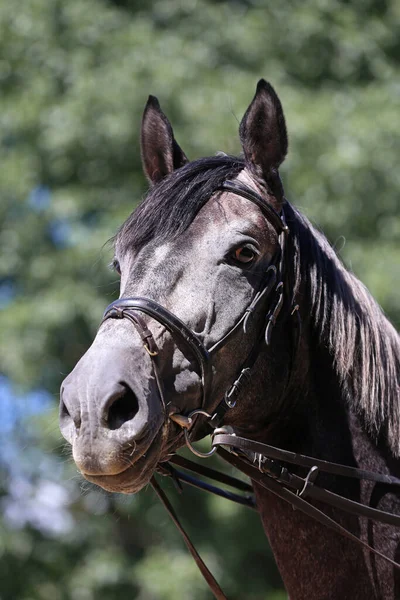 Side view head shot close up of a gray show jumper horse stallion against natural background