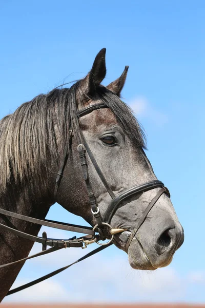 Side view head shot close up of a gray show jumper horse stallion against natural background