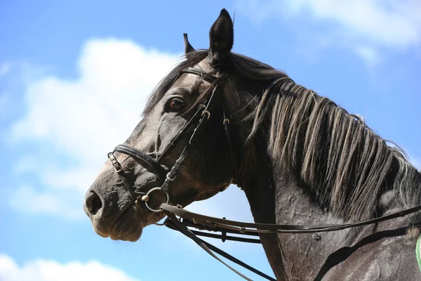 サイドビューヘッドは 自然の背景に対する灰色のショージャンパー馬の種牡馬のクローズアップを撮影 — ストック写真