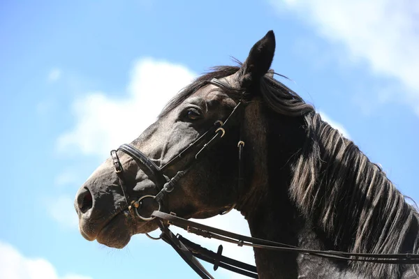 Vista Lateral Cabeza Primer Plano Caballo Salto Espectáculo Gris Semental — Foto de Stock