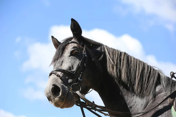 Side view head shot close up of a gray show jumper horse stallion against natural background