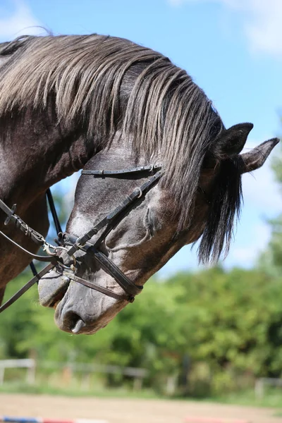 Side view head shot close up of a gray show jumper horse stallion against natural background