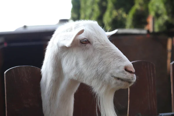 纯种白山羊头靠近一个乡村动物饲养场 饲养山羊以生产羊奶和奶酪 — 图库照片