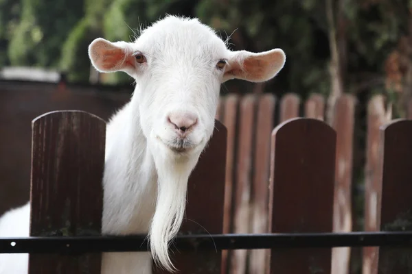 Cabeza Cabra Blanca Raza Completa Cerca Una Granja Rural Animales —  Fotos de Stock