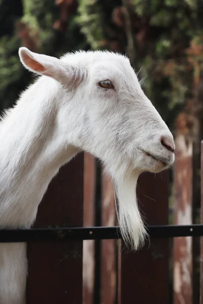 Cabeza Cabra Blanca Raza Completa Cerca Una Granja Rural Animales —  Fotos de Stock