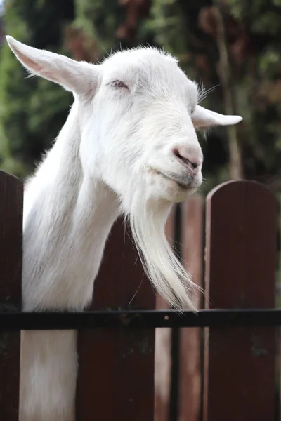 Cabeza Cabra Blanca Raza Completa Cerca Una Granja Rural Animales —  Fotos de Stock