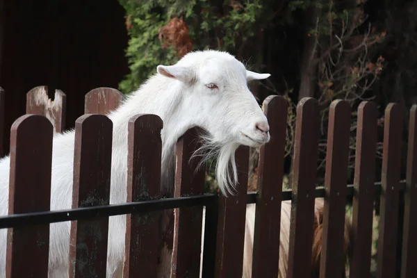 Cabeza Cabra Blanca Raza Completa Cerca Una Granja Rural Animales —  Fotos de Stock