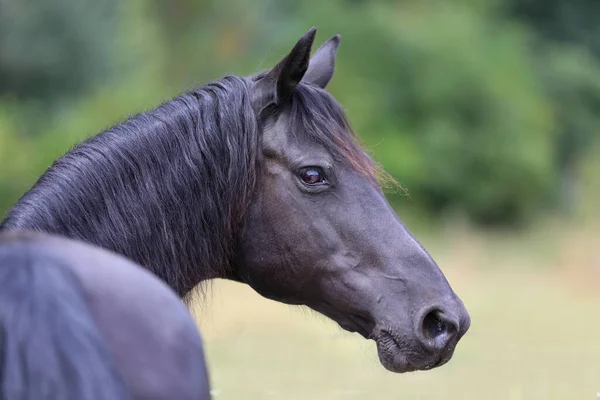 Huvudporträtt Vacker Ung Hingst — Stockfoto