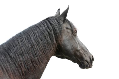 Beyaz arka planda siyah aygır kafası izole edilmiş. Beyaz arka planda izole edilmiş genç bir eyer atının vesikalığı.