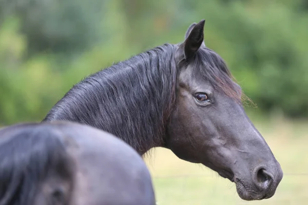 Retrato Cerca Hermoso Semental Joven Foto Caballo Pura Raza Morgan —  Fotos de Stock