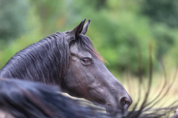 Portrait Close Beautiful Young Stallion Head Shot Purebred Morgan Horse — Stock Photo, Image
