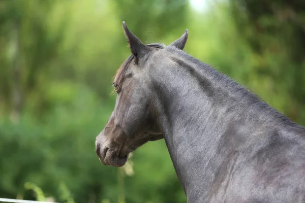 美しい若いスタリオンの肖像画を閉じます 田舎の牧場で純血種のモーガン馬の頭を撃たれた — ストック写真