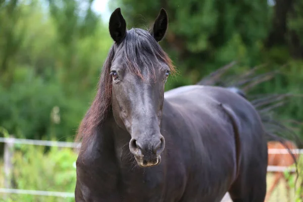 Retrato Perto Belo Garanhão Jovem Tiro Cabeça Cavalo Morgan Raça — Fotografia de Stock