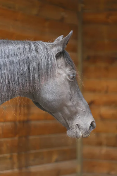 Portrait Gros Plan Beau Jeune Étalon Tête Cheval Race Morgan — Photo