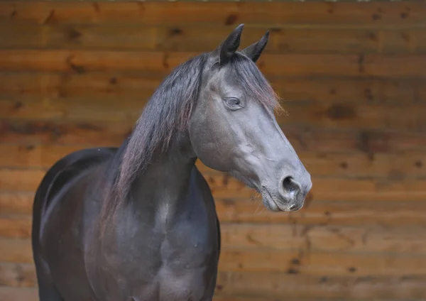 Ritratto Ravvicinato Bellissimo Giovane Stallone Testa Cavallo Morgan Razza Pura — Foto Stock