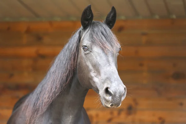 美しい若いスタリオンの肖像画を閉じます 田舎の牧場で純血種のモーガン馬の頭を撃たれた — ストック写真