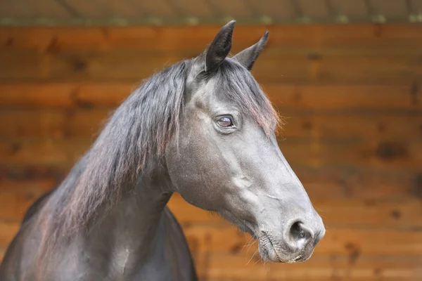 一个年轻貌美的公马的画像 在农村牧场拍摄一匹纯种的摩根马的头像 — 图库照片
