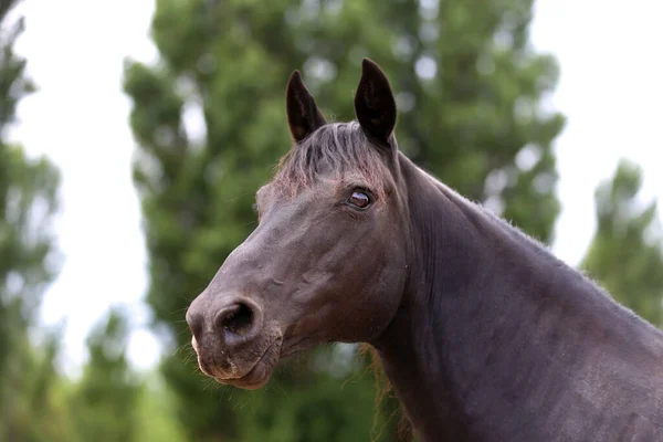 Portret Bliska Pięknego Młodego Ogiera Zdjęcie Konia Czystej Krwi Morgana — Zdjęcie stockowe