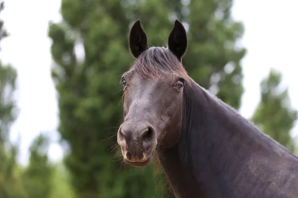 Portrait Gros Plan Beau Jeune Étalon Tête Cheval Race Morgan — Photo