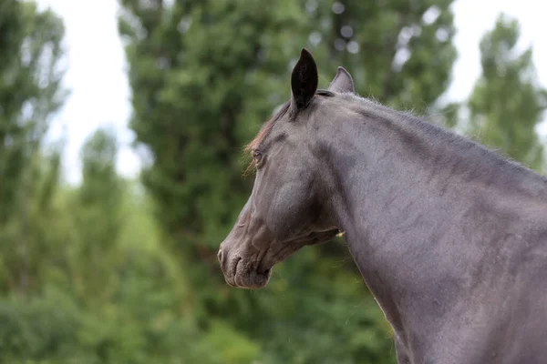 Portré Egy Gyönyörű Fiatal Csődörről Fejlövés Egy Fajtiszta Morgan Lóról — Stock Fotó