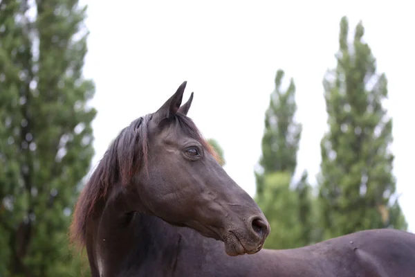 Ritratto Ravvicinato Bellissimo Giovane Stallone Testa Cavallo Morgan Razza Pura — Foto Stock