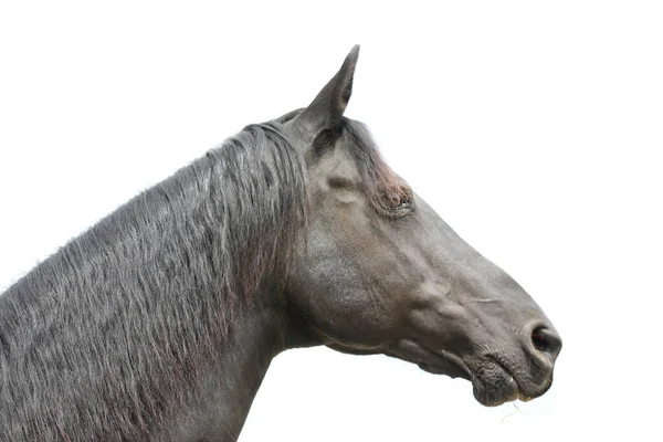 Garanhão Preto Cabeça Isolada Fundo Branco Headshot Perto Jovem Cavalo — Fotografia de Stock