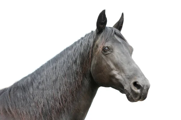 Garanhão Preto Cabeça Isolada Fundo Branco Headshot Perto Jovem Cavalo — Fotografia de Stock