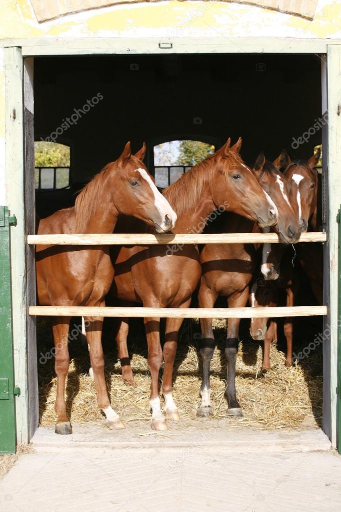 Purebred horses in the barn