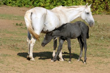 Safkan kısrak ve Tay'de anne sütü alan