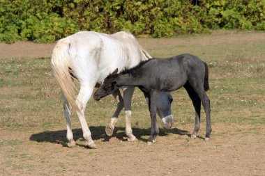 Safkan kısrak ve Tay'de anne sütü alan