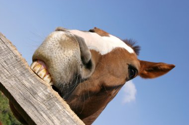Young horse chewing fence at farm summertime funny scene clipart