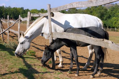 Kısrak ve onun Tay, otlatma çit kırsal sahne corral