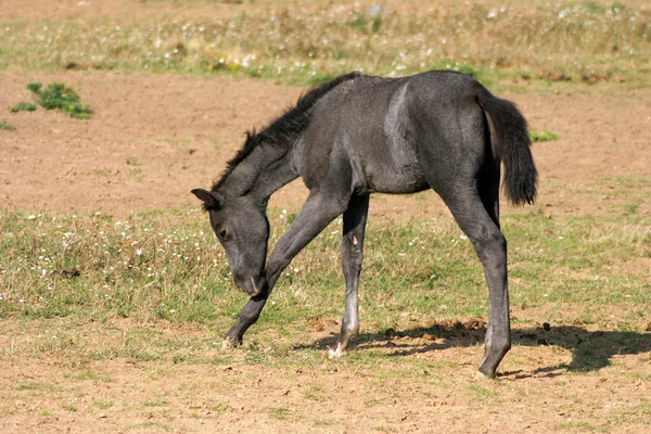 Pretty little foal grazing alone on pasture — Stock Photo, Image