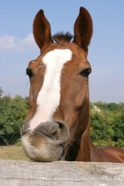 Jeune cheval mâcher clôture à la ferme été scène drôle — Photo