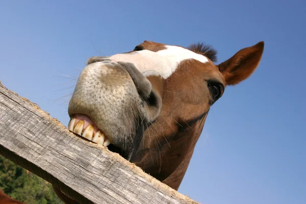 Young horse chewing fence at farm summertime funny scene — Stock Photo, Image