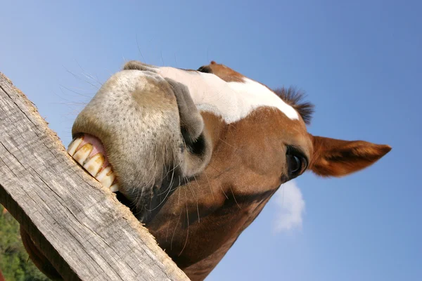 Young horse chewing fence at farm summertime funny scene — Stock Photo, Image