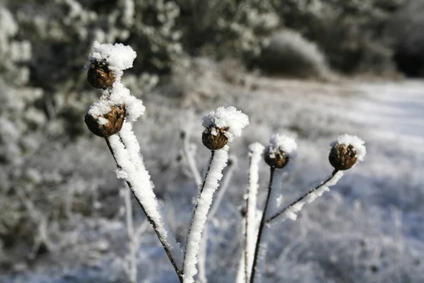 Fond de fleurs sauvages dans la forêt d'hiver — Photo