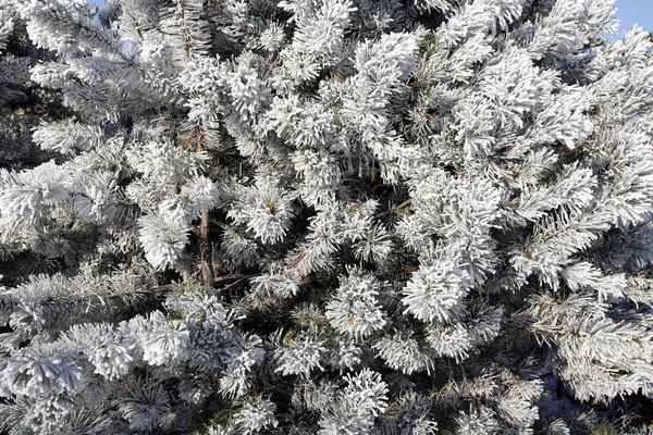 Close up de agulhas de pinheiro com cristais de gelo — Fotografia de Stock