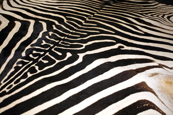 Makró képe egy zebra bőr textúra, mint a háttér — Stock Fotó
