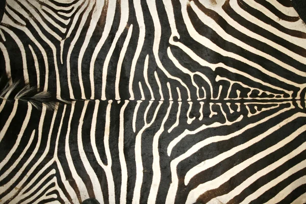 Svart och vitt texturmönstret av ett original zebra hud — Stockfoto