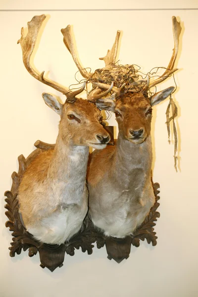 Dos hermosas cabezas de ciervo rellenas en la pared — Foto de Stock