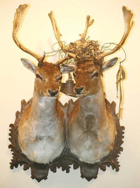 Dos hermosas cabezas de ciervo rellenas en la pared — Foto de Stock