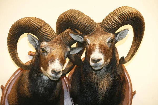 Closeup de moufflons troféu de crânio pendurado na parede — Fotografia de Stock