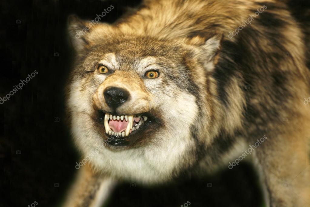 stuffed wolf head