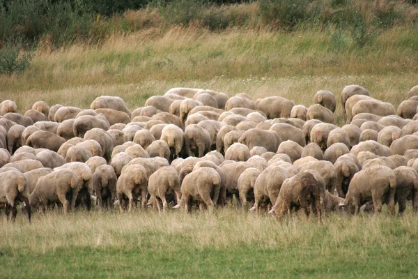 Manada de ovinos pastando no prado — Fotografia de Stock