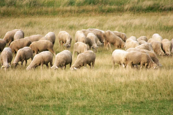 Manada de ovejas pastando en el prado —  Fotos de Stock