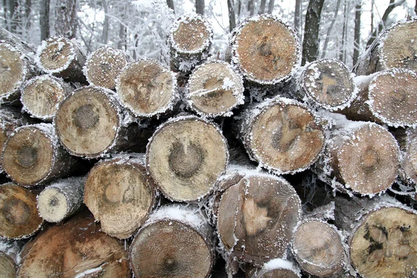 Troncos de madera de árbol apilados en bosque de invierno — Foto de Stock
