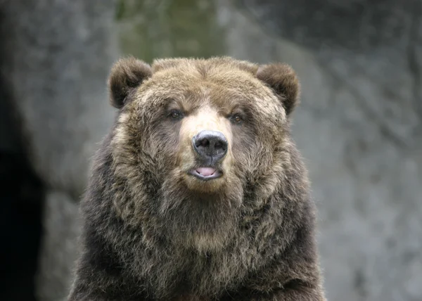 Brown urso rosto de perto — Fotografia de Stock