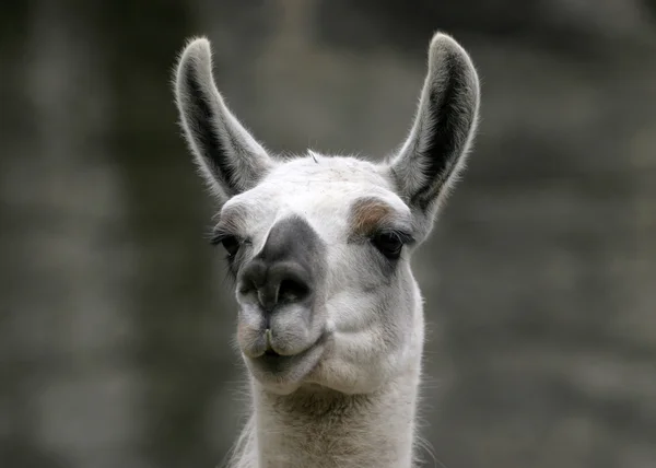 Funny closeup portrait of llama — Stock Photo, Image